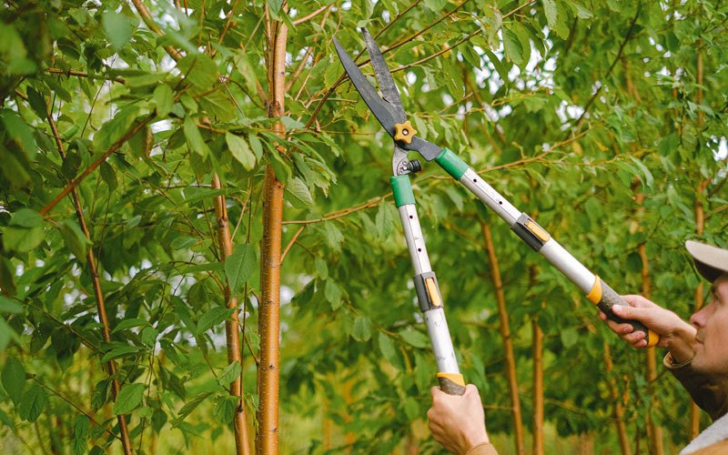 Tree trimming in New Auburn, WI