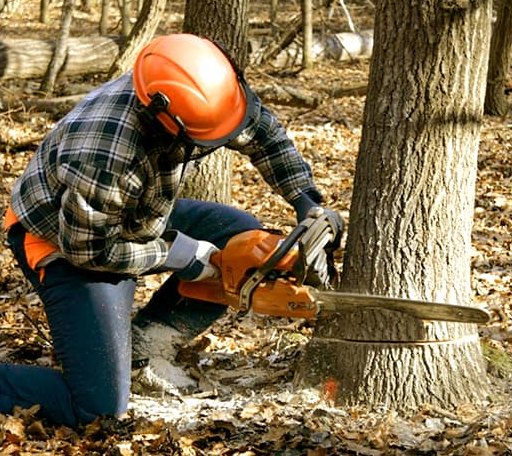 Tree Removal in New Auburn, WI